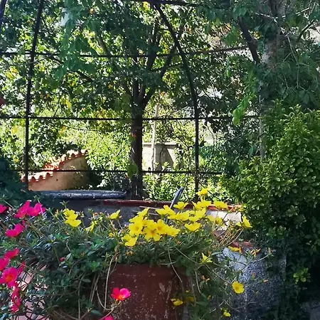 Artemisia Borgo a Buggiano