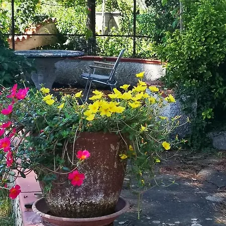 Artemisia * Borgo a Buggiano